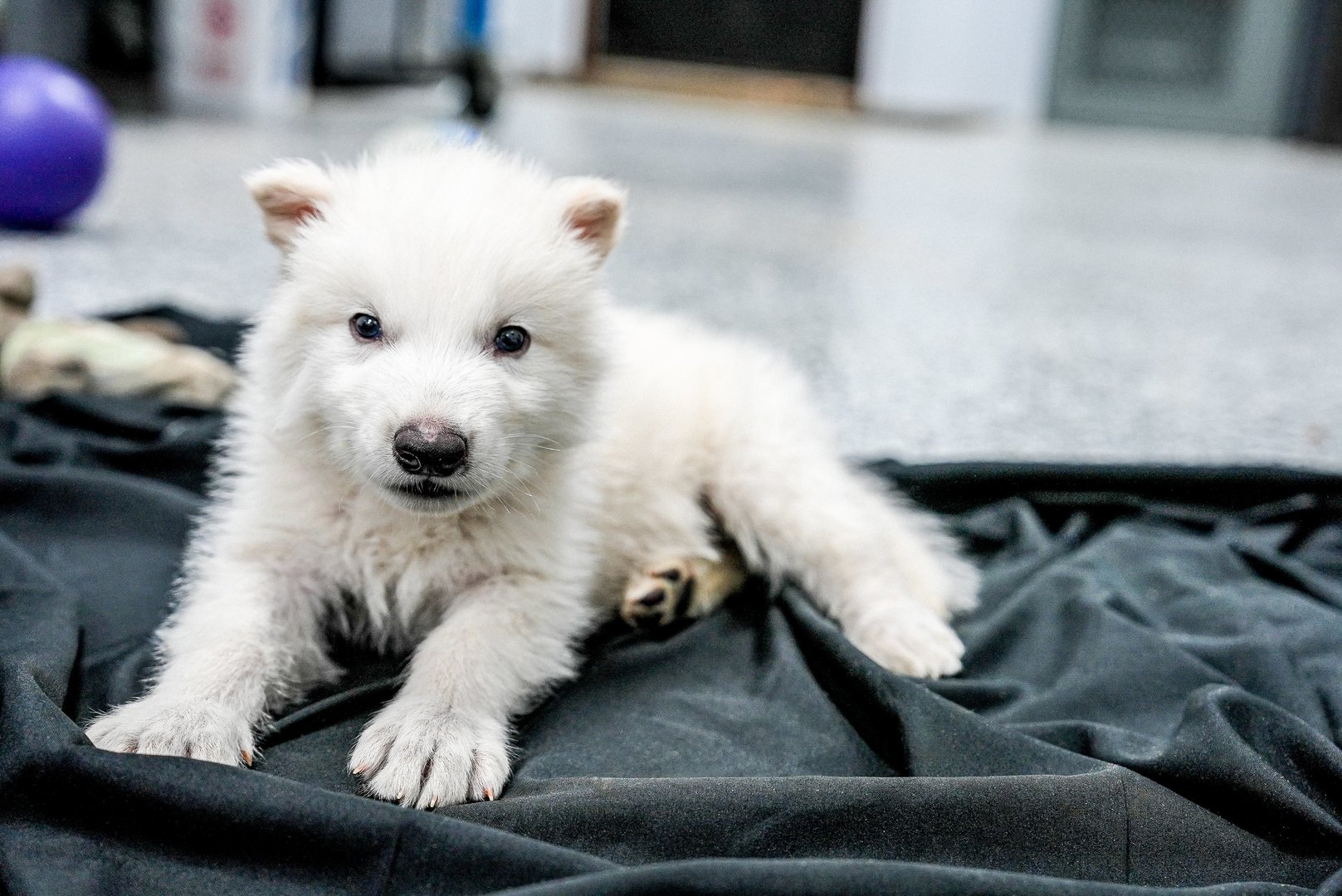 Prouesse biotechnologique : Colossal Biosciences ressuscite le «loup ...