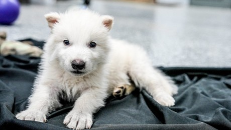 Prouesse biotechnologique : Colossal Biosciences ressuscite le «loup terrible» disparu depuis 10 000 ans