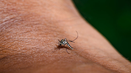 La Réunion : le bilan des victimes de l’épidémie de chikungunya s’alourdit à 9 morts