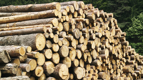 Plus de 2 millions de dollars détournés lors de l'achat de bois pour l'armée ukrainienne