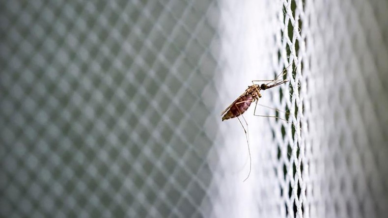 Chikungunya : Mayotte enregistre une flambée inquiétante avec 89 cas confirmés