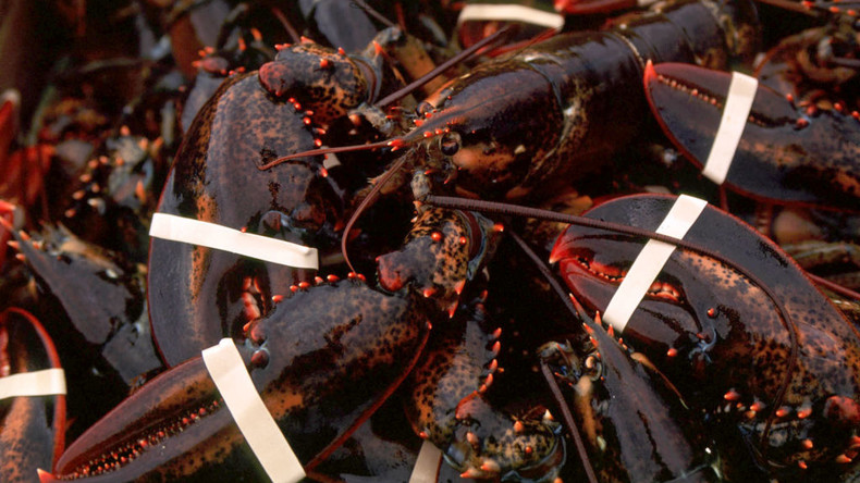 Le homard frais sauvera-t-il l’Europe de la gloutonnerie commerciale de Trump ?