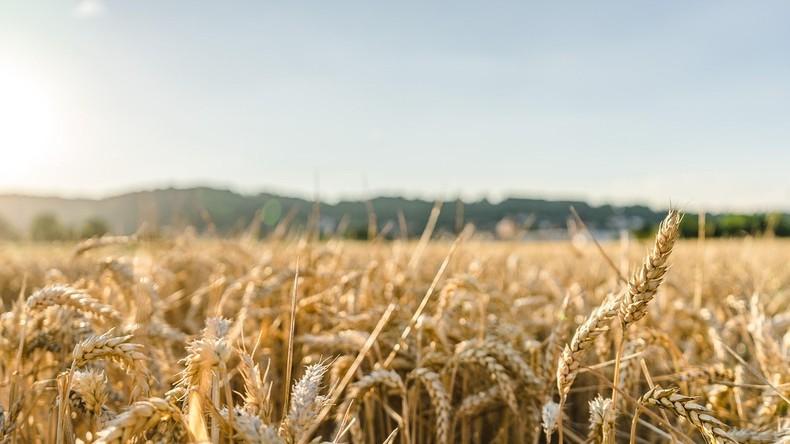 Blé : la France « bannie » d’un marché algérien stratégique de 9 millions de tonnes