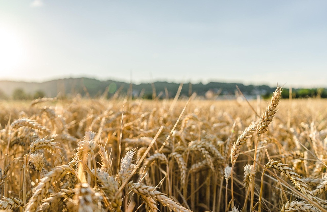 Blé : la France « bannie » d’un marché algérien stratégique de 9 millions de tonnes