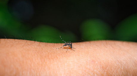Réchauffement climatique: La dengue et le chikungunya s’installent en Europe avec le moustique tigre
