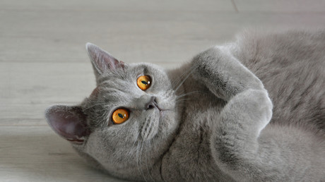 Grippe aviaire : la menace silencieuse d’une prochaine pandémie