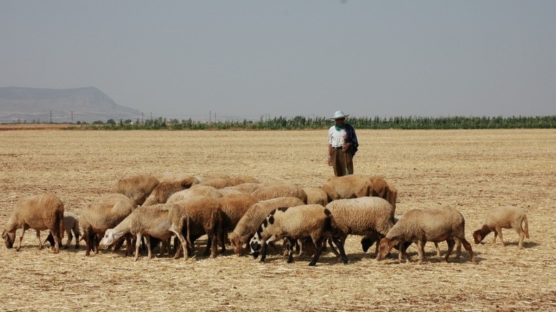 Le Maroc met en place un plan de relance de l'élevage pour renforcer sa souveraineté alimentaire