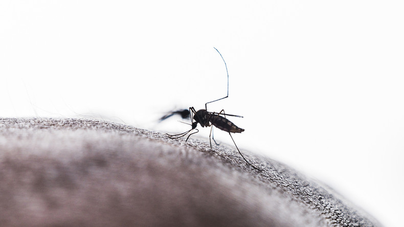 Chikungunya : le niveau d’alerte rehaussé à Mayotte