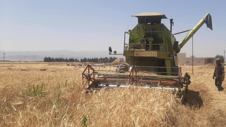 Algérie : l’autosuffisance en blé dur à portée d’ici 2026