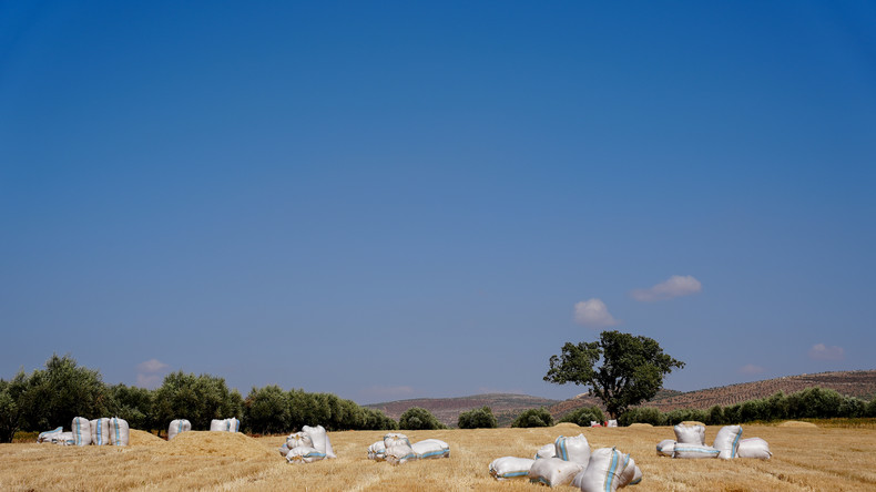 Syrie : la sécheresse menace la sécurité alimentaire