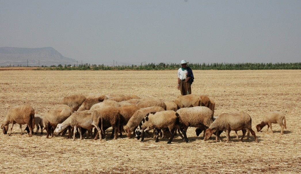 Le Maroc met en place un plan de relance de l'élevage pour renforcer sa souveraineté alimentaire