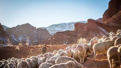 Tunisie : enquête pour corruption dans l’entreprise publique chargée de réguler le prix des moutons de l’Aïd al-Adha
