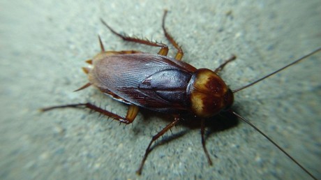 Des blattes dans la ville : les invasions entomiques de Rome