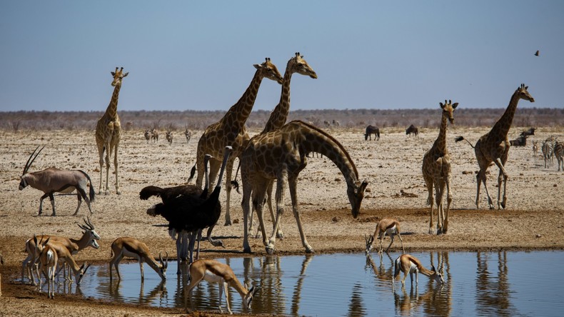 Le Fonds pour l’environnement mondial veut étendre les «obligations faune» à toute l’Afrique