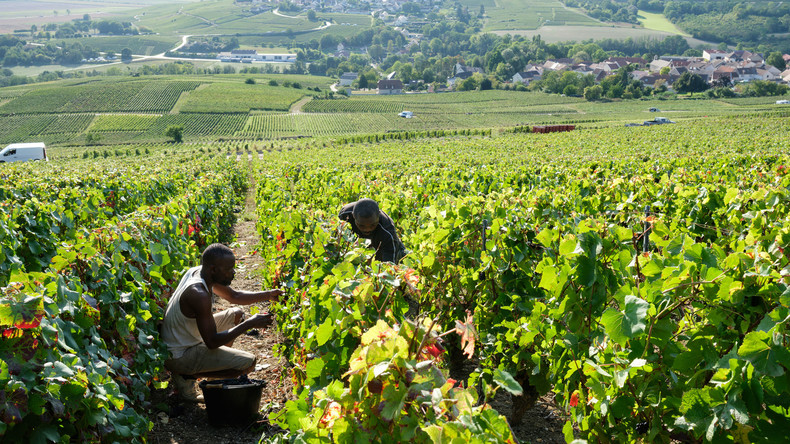«Vendanges de la honte» : trois personnes condamnées à de la prison ferme pour traite d’êtres humains