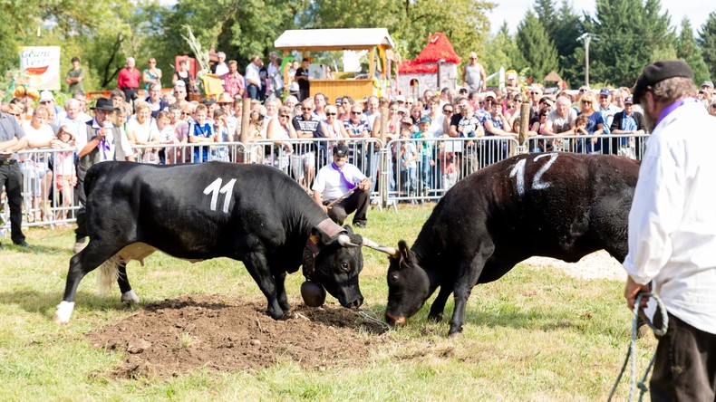 Alpes françaises : des députés LFI entendent faire «abolir» les combats de vaches d’Hérens