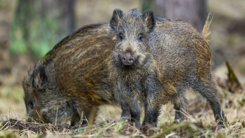 Peste porcine africaine : un ministre estonien propose que les sangliers abattus finissent en conserves pour l’Ukraine