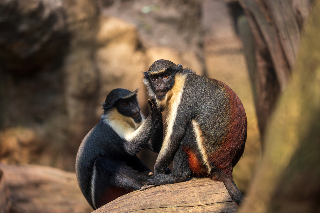 Bijagos et Tiwai : deux trésors naturels africains reconnus par l’UNESCO