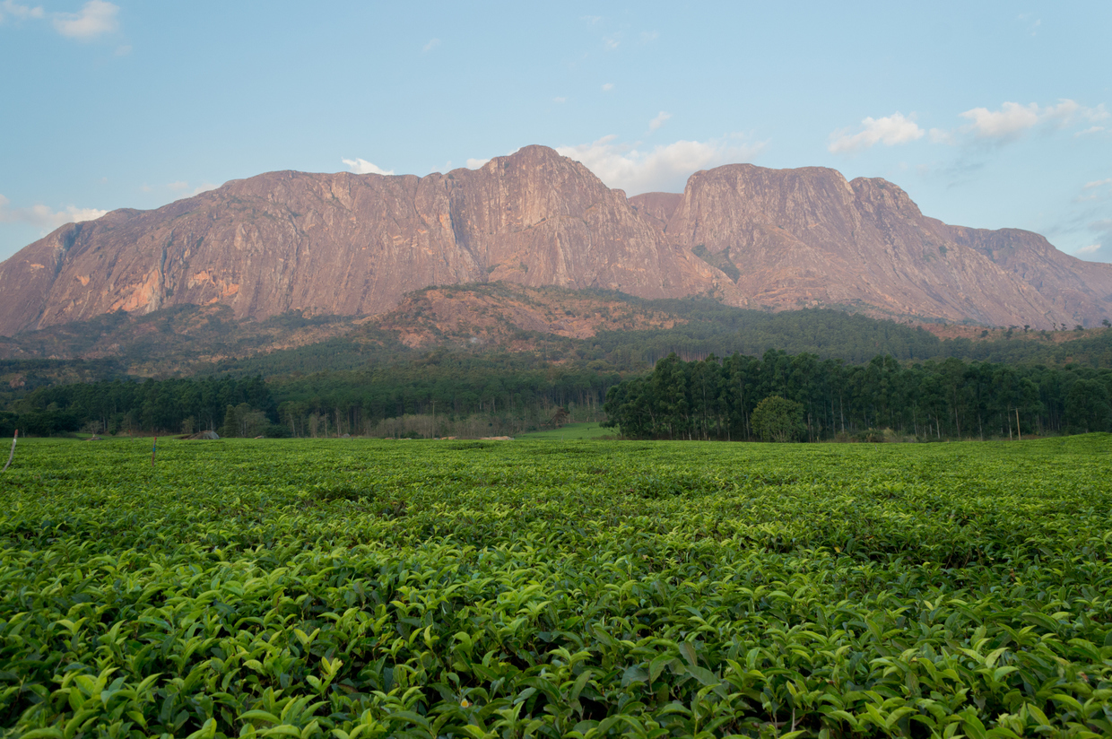 Bijagos et Tiwai : deux trésors naturels africains reconnus par l’UNESCO