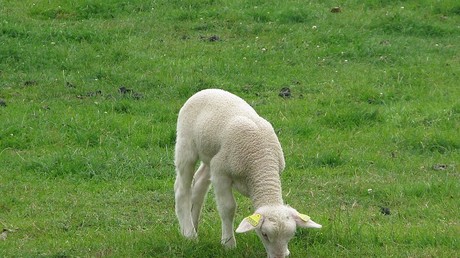 Du dioxyde de titane détecté dans le lait maternel et animal