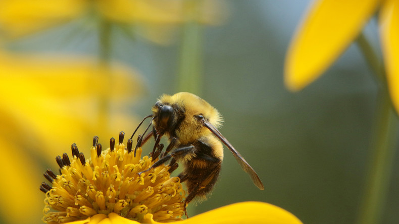 Abeille téléguidée : la dernière prouesse scientifique chinoise