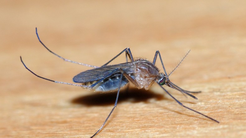 Virus du Nil Occidental : une progression alarmante en Europe