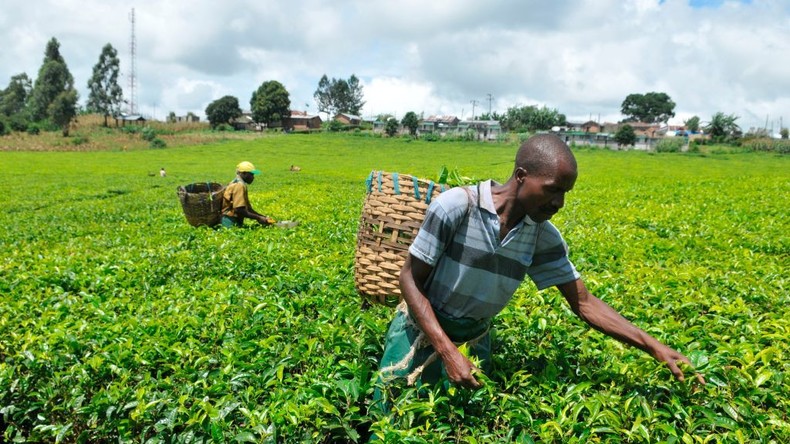 Objectif 2030 : la Tanzanie vise 5 milliards de dollars d’exportations agricoles