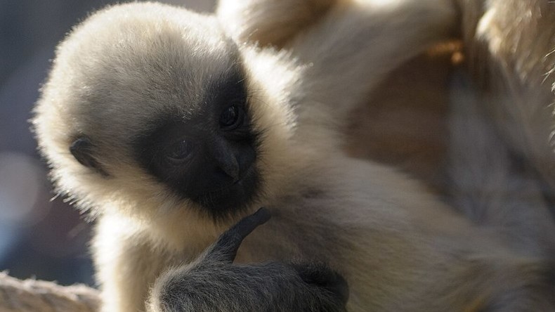 Naissance rare d’un bébé gibbon à mains blanches dans la Sarthe