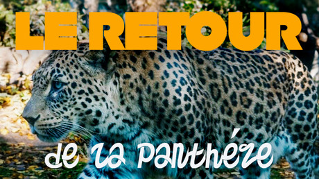Le retour de la panthère