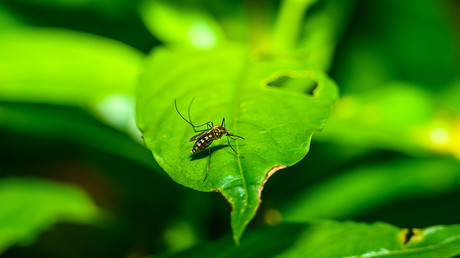 Chine : les autorités sanitaires font état de huit cas de chikungunya au Guangxi