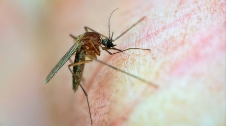 Record de maladies transmises par les moustiques en Europe : une menace climatique