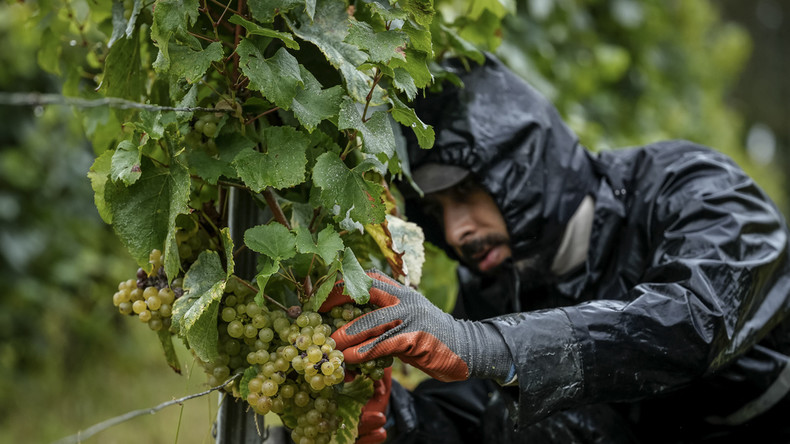 France : enquête sur l’hébergement indigne de vendangeurs bulgares et polonais en Champagne