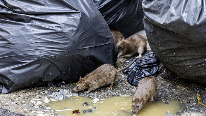 «Ratmageddon» : comment les villes se font déborder — et pourquoi cela ne fait que commencer