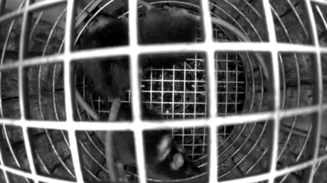 Roscosmos : un biosatellite russe, chargé de souris et de mouches, de retour le 19 septembre