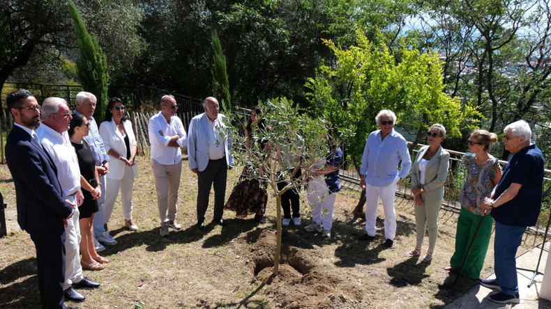 Menton : un olivier en hommage à Ilan Halimi vandalisé