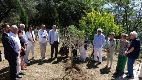 Menton : un olivier en hommage à Ilan Halimi vandalisé