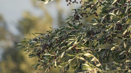 Tunisie : saison oléicole 2025 exceptionnelle en perspective