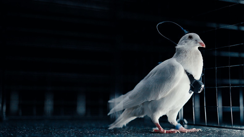 Royaume-Uni sonne l’alarme : The Sun révèle la «terrible vérité» sur... les espions pigeons du Kremlin