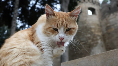 Justice en France : une femme condamnée car son chat allait chez le voisin