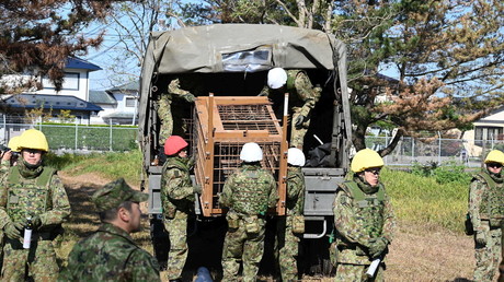 Face à une recrudescence d’attaques, le Japon autorise policiers et militaires à abattre les ours menaçant les zones rurales et urbaines