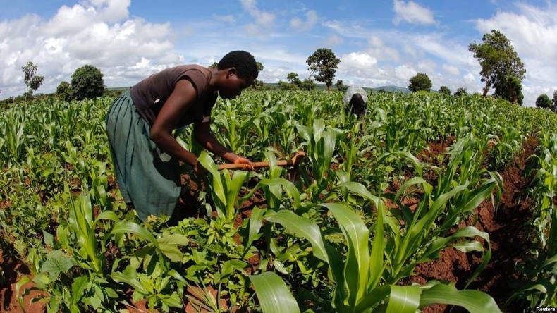 Burkina Faso : la production agricole atteint des seuils exceptionnels
