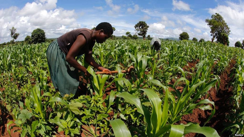 Burkina Faso : la production agricole atteint des seuils exceptionnels ...