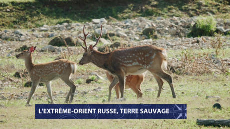 L’Extrême-Orient russe, terre sauvage