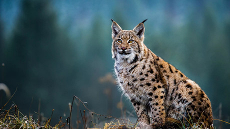 La biodiversité française en péril : le cri d’alarme du WWF