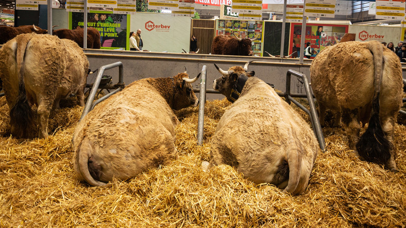 Dermatose nodulaire en France : aucun bovin au salon de l’agriculture 2026