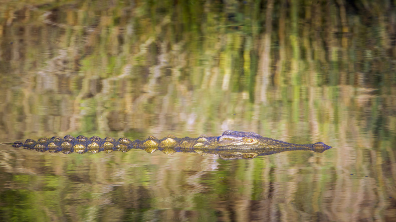 Inondations au Mozambique : des crocodiles signalés dans des rues submergées, au moins trois morts