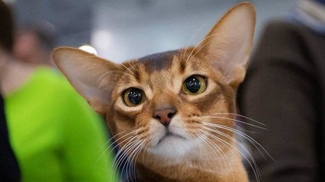Un abyssin originaire de Russie sacré plus beau chat du monde par la Fédération féline mondiale pour l’année 2025