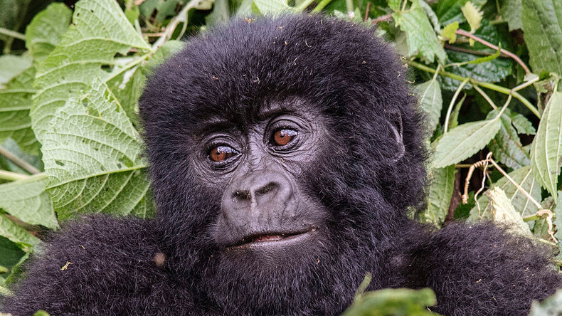 RDC : nouvelle naissance d’une femelle gorille des montagnes au parc des Virunga