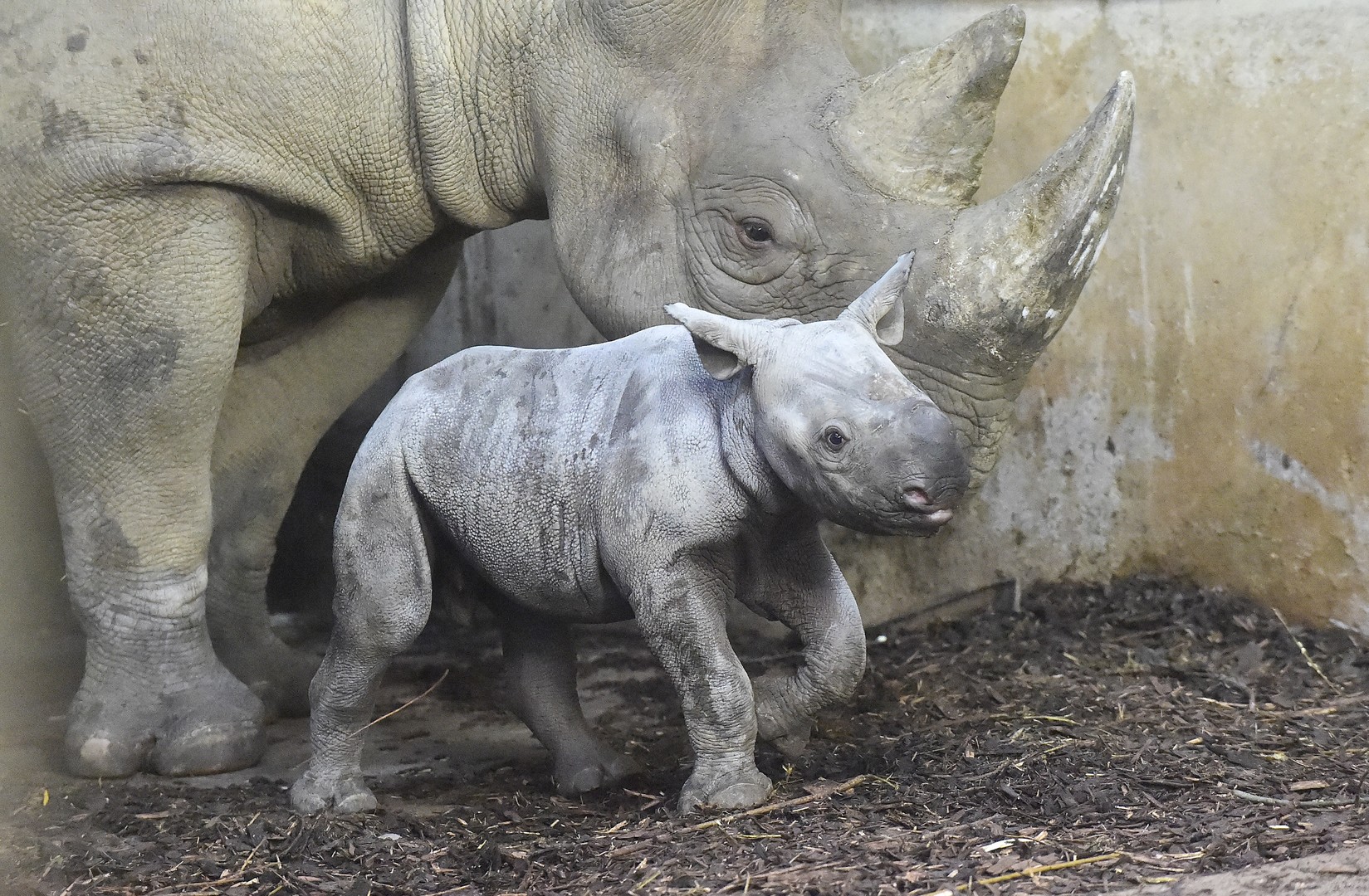 Biodiversité : le Tchad prépare le retour du rhinocéros noir au parc national de Zakouma