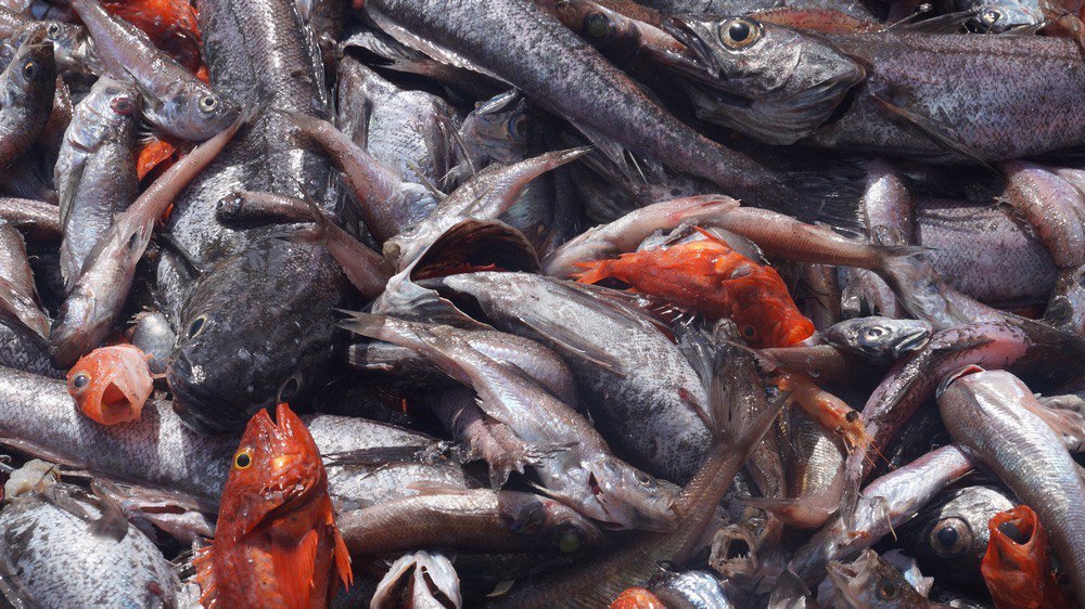 La Russie conclut avec succès la Grande expédition africaine